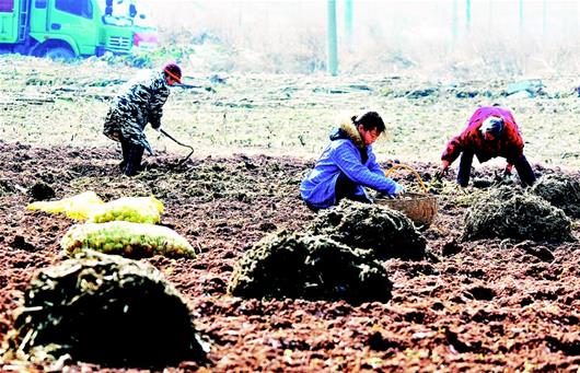 2月6日，巴东县官渡口镇火峰村农民在田间播种马铃薯